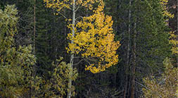 Lone Aspen